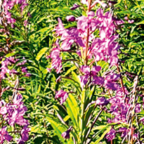 a4855021245aecb19b66fab7b31b4428